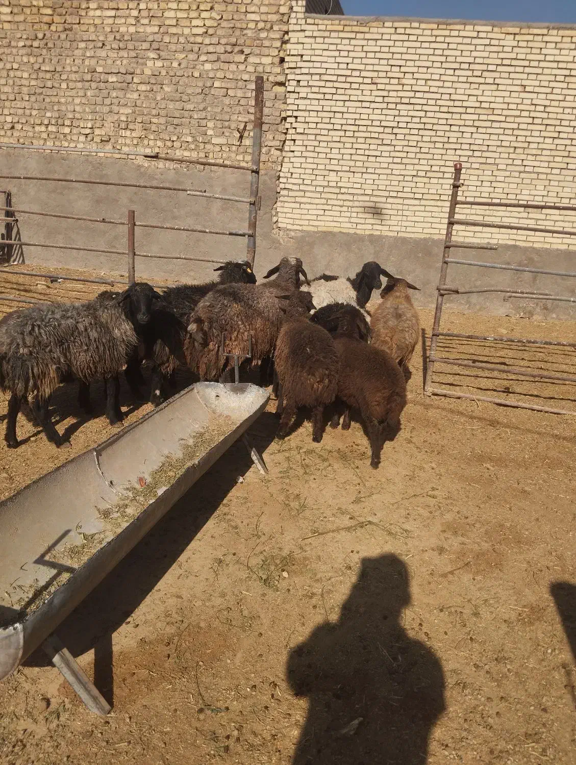 12راس میش افشاری جوان با بره 30کیلویی|حیوانات مزرعه|حبیب آباد, |دیوار