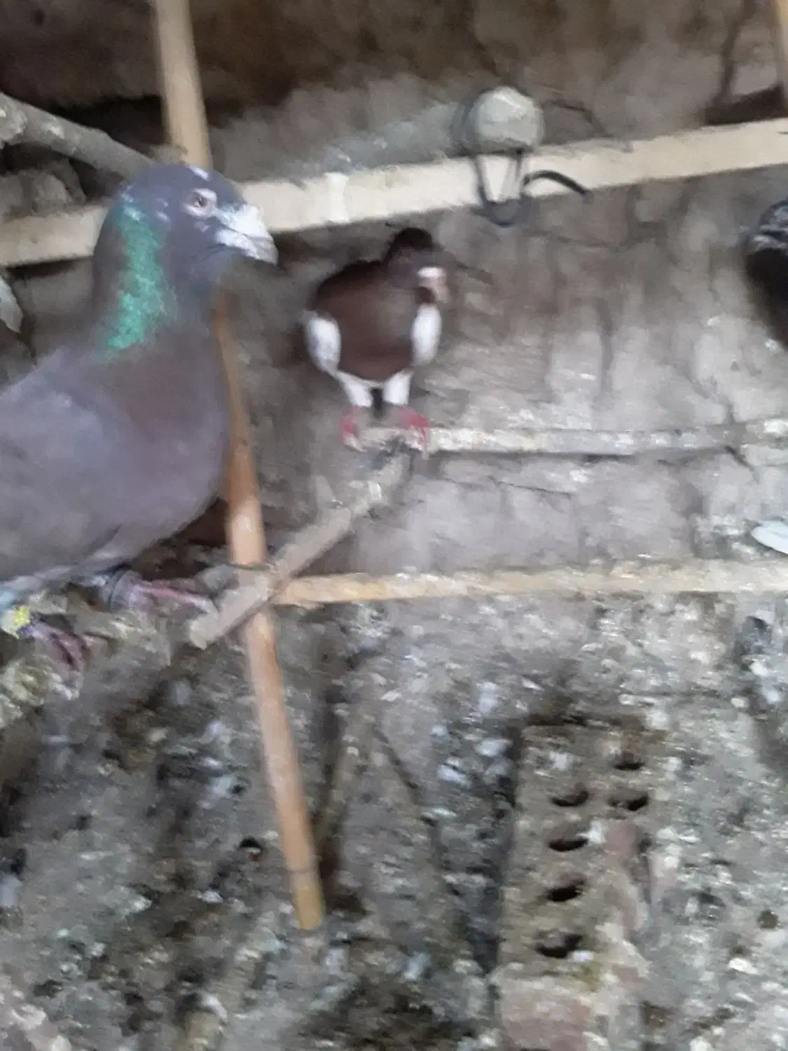 کفتریهودی نرسرخ وسار|پرنده|صادق آباد, |دیوار