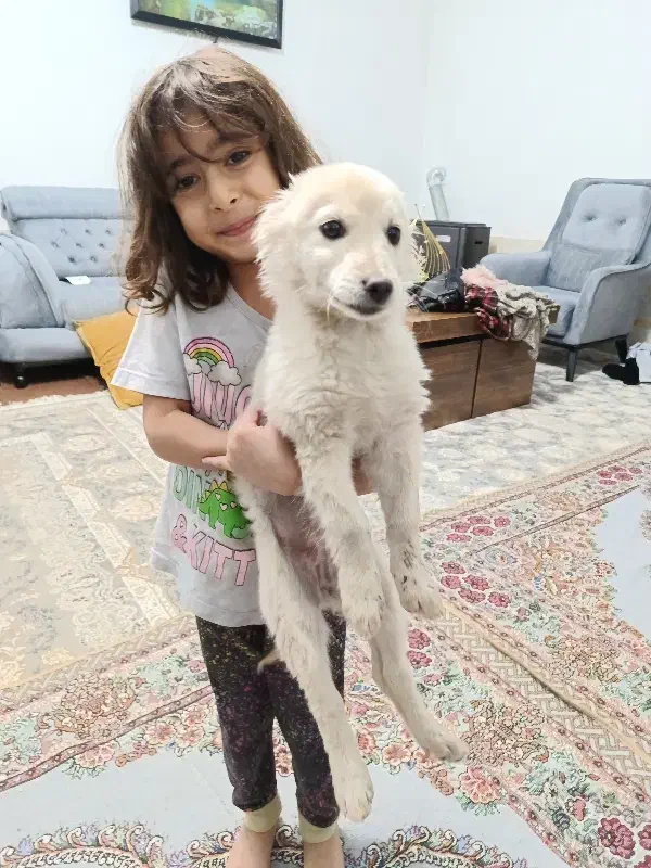 سگ پا کوتاه|سگ|خلیل آباد, |دیوار