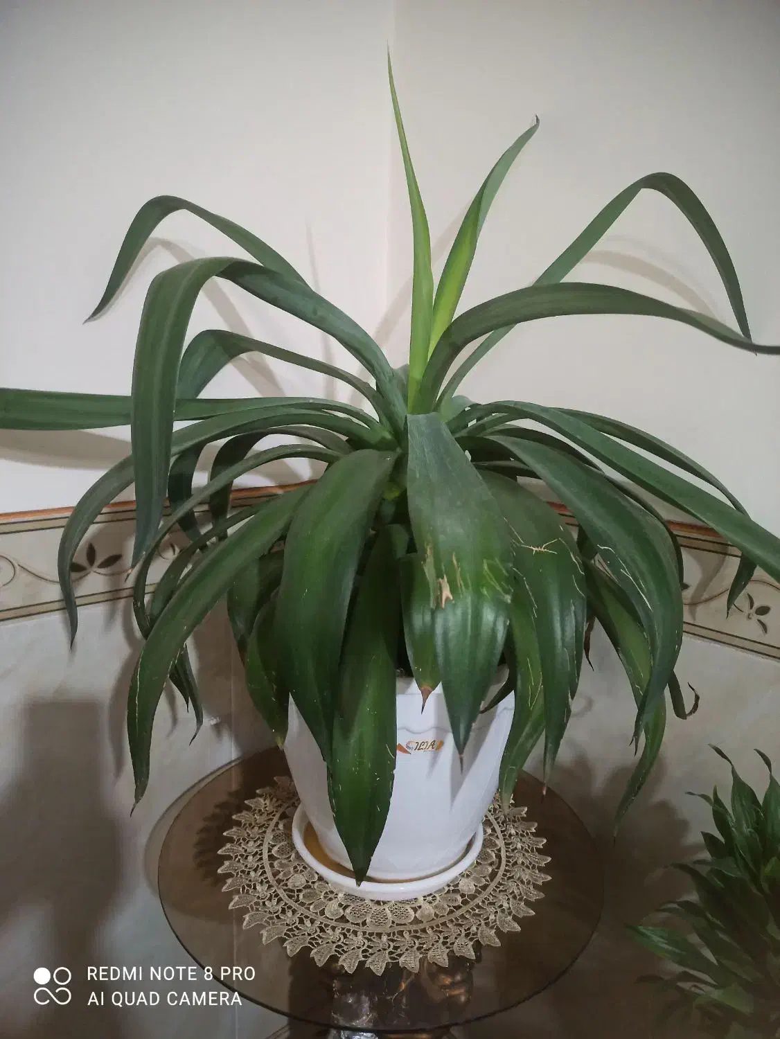 گل طبیعی|گل و گیاه طبیعی|کرمانشاه, |دیوار