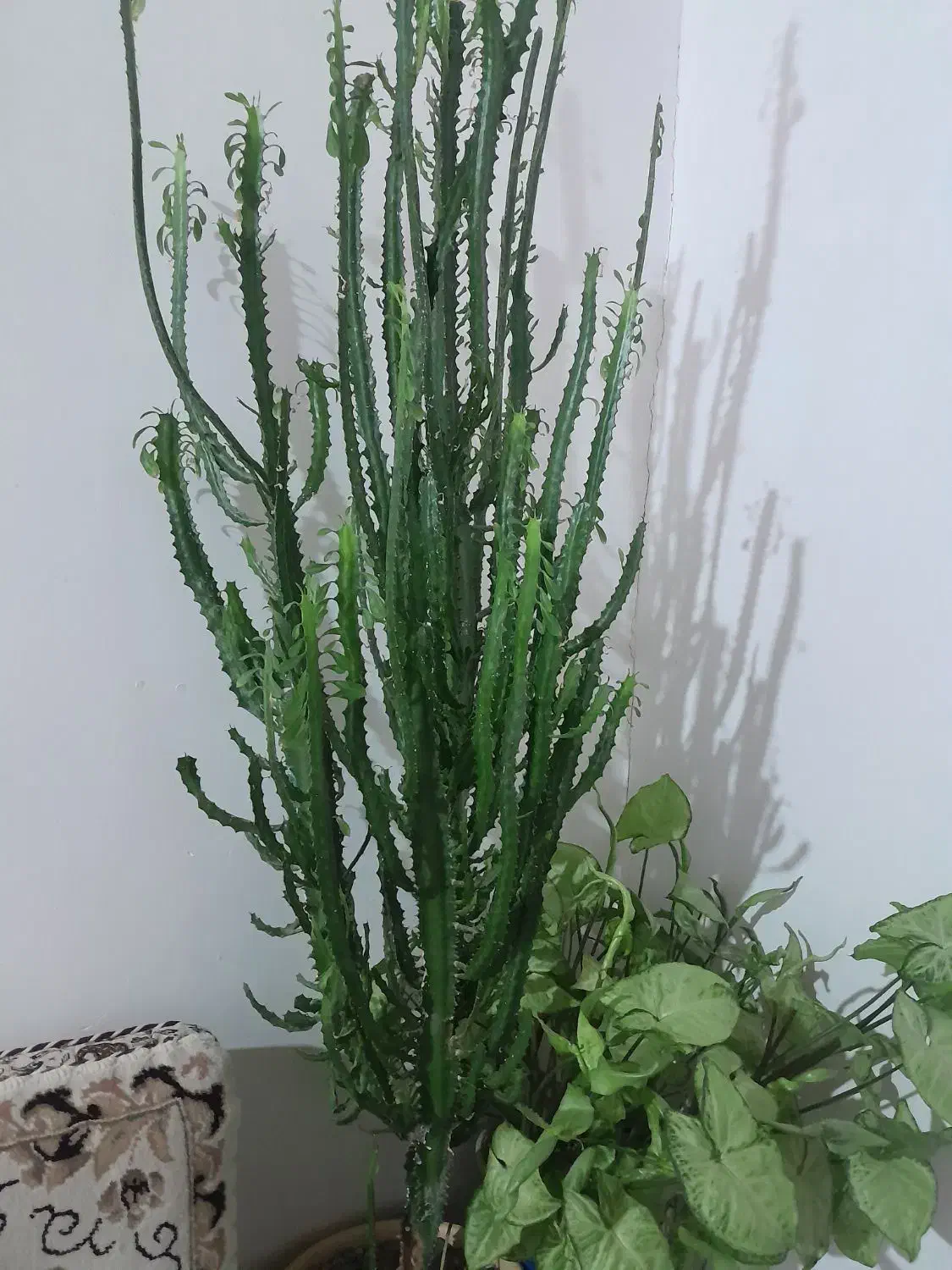 گل کاک طوس|آب‌سردکن و تصفیه آب|دیواندره, |دیوار