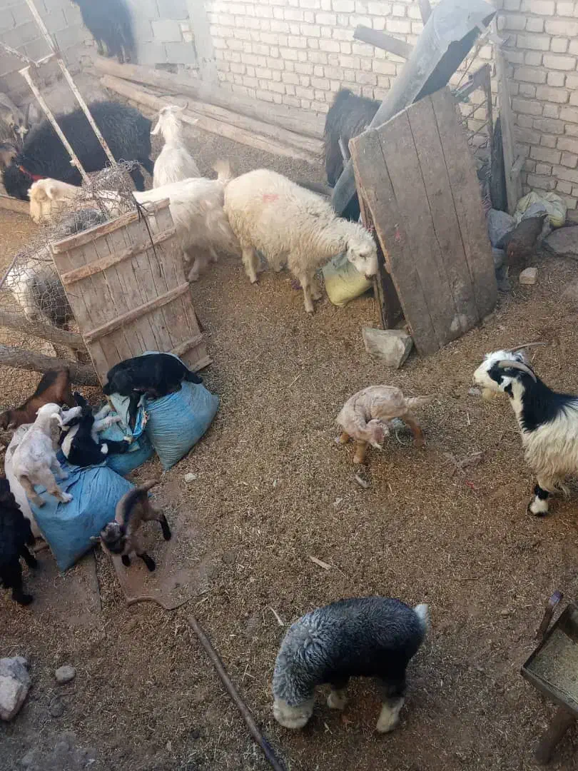 گوسفند. میش. بز. بره. کهره|حیوانات مزرعه|درودزن, |دیوار