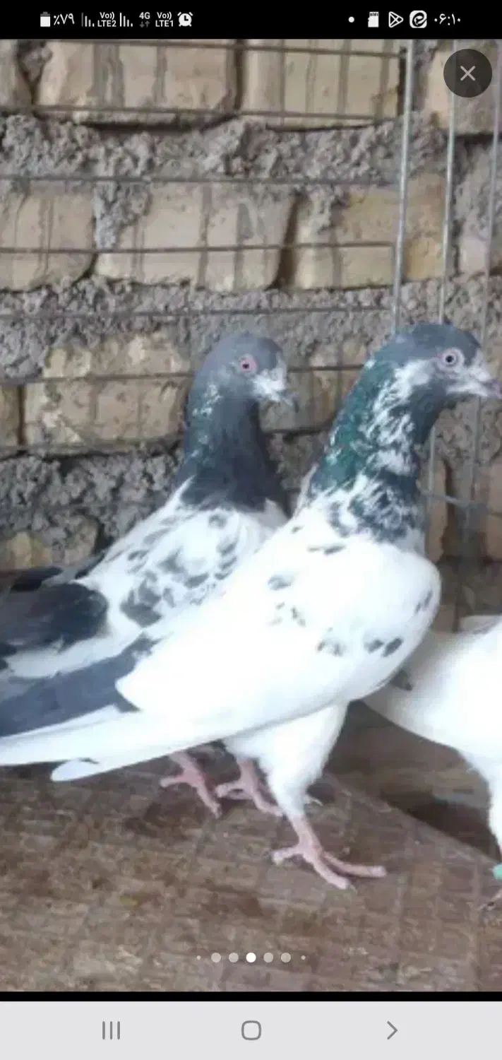 حراج کفتریک(پاکستانی وسروک..)باارسال|حراج|یزد, |دیوار