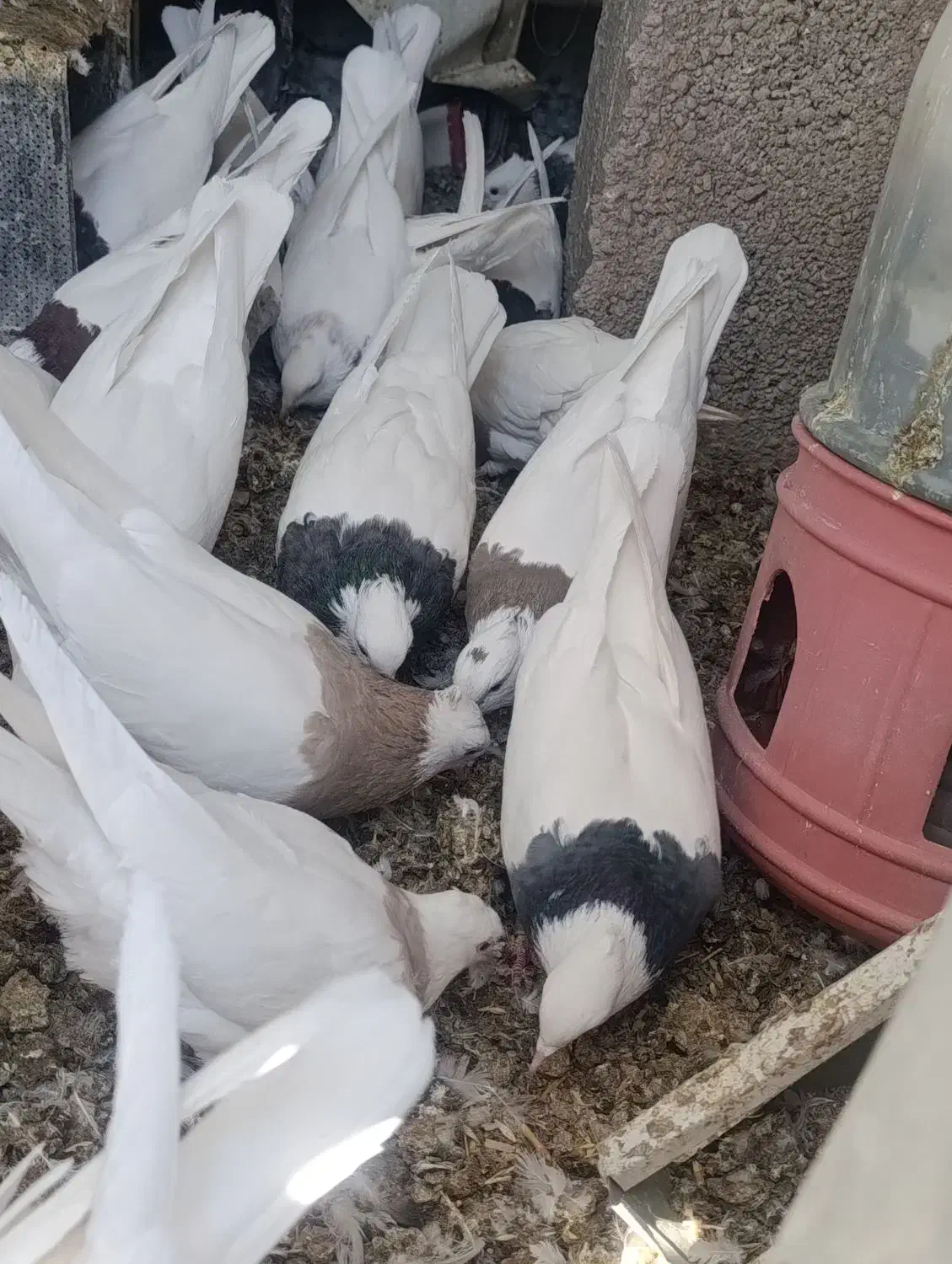 کبوتر طوقی|پرنده|کوهبنان, |دیوار