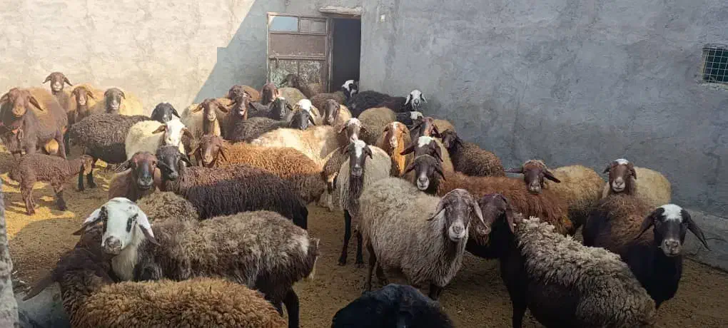 فروش میش آبستن جوان|حیوانات مزرعه|کمیجان, |دیوار