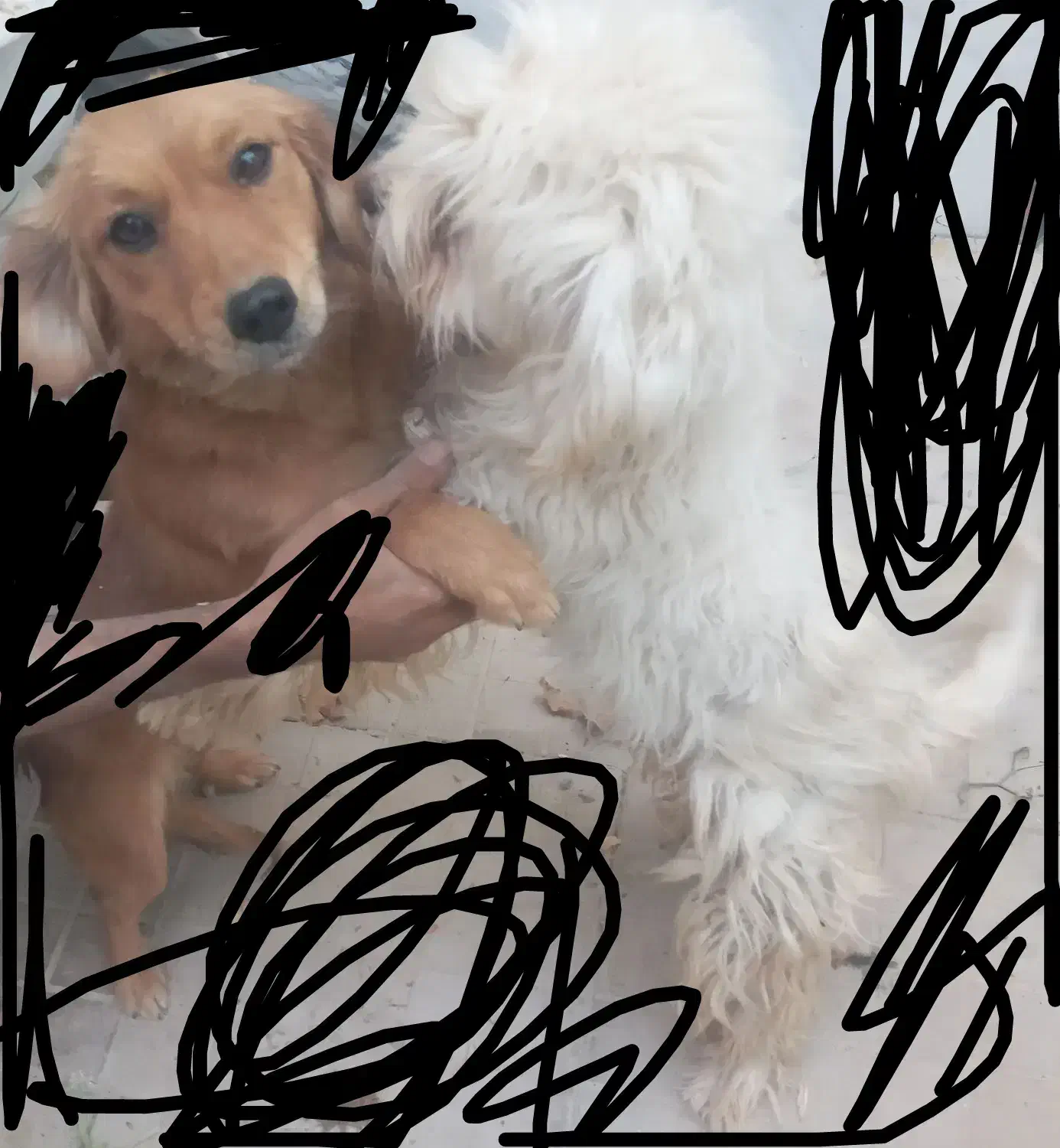 هاسکی و پاکوتاه|سگ|خمینی‌شهر, |دیوار