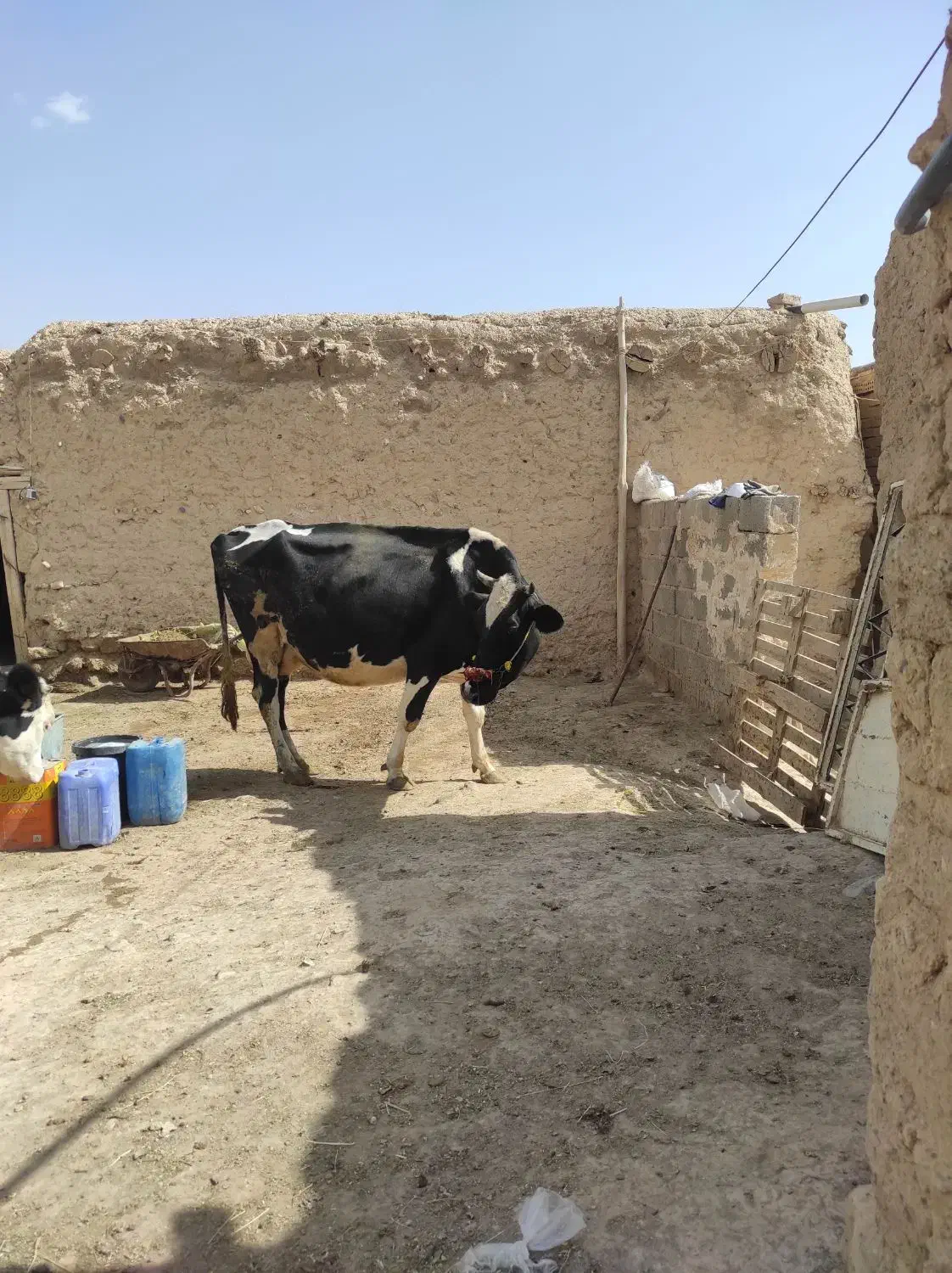 گاو و گوساله|حیوانات مزرعه|ماهنشان, |دیوار