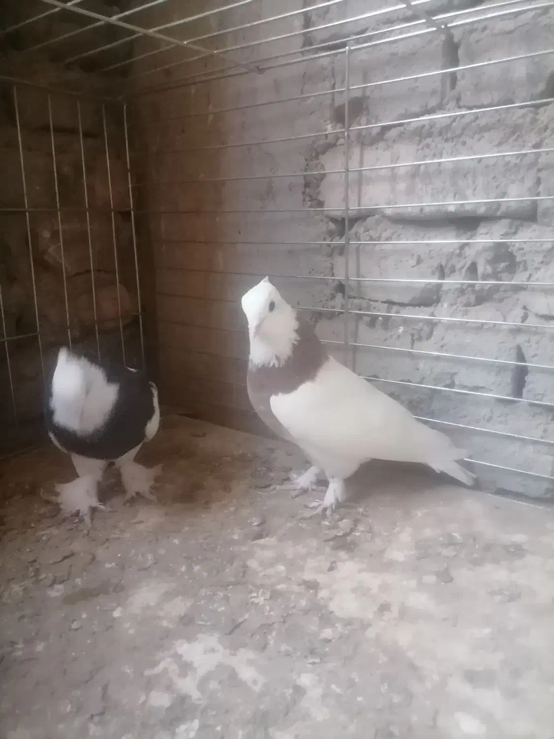 طوقی|پرنده|زارچ, |دیوار