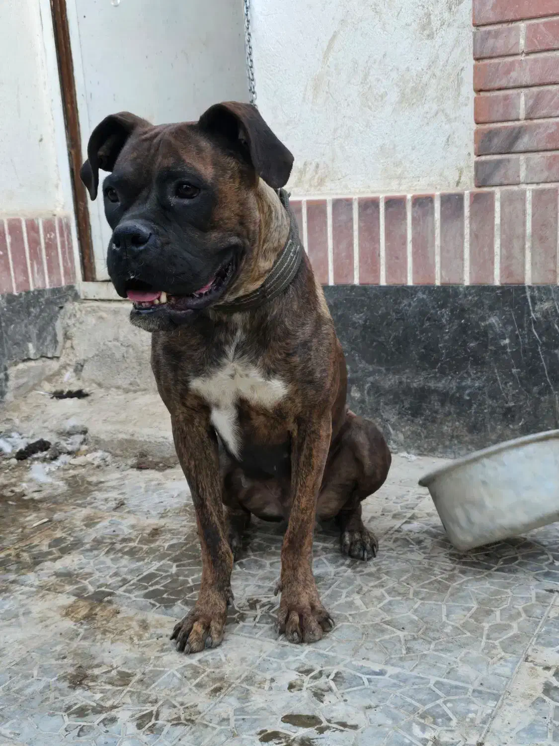 یک جفت سگ نژاد باکستر * مولد*|سگ|مشهد, چهارچشمه|دیوار