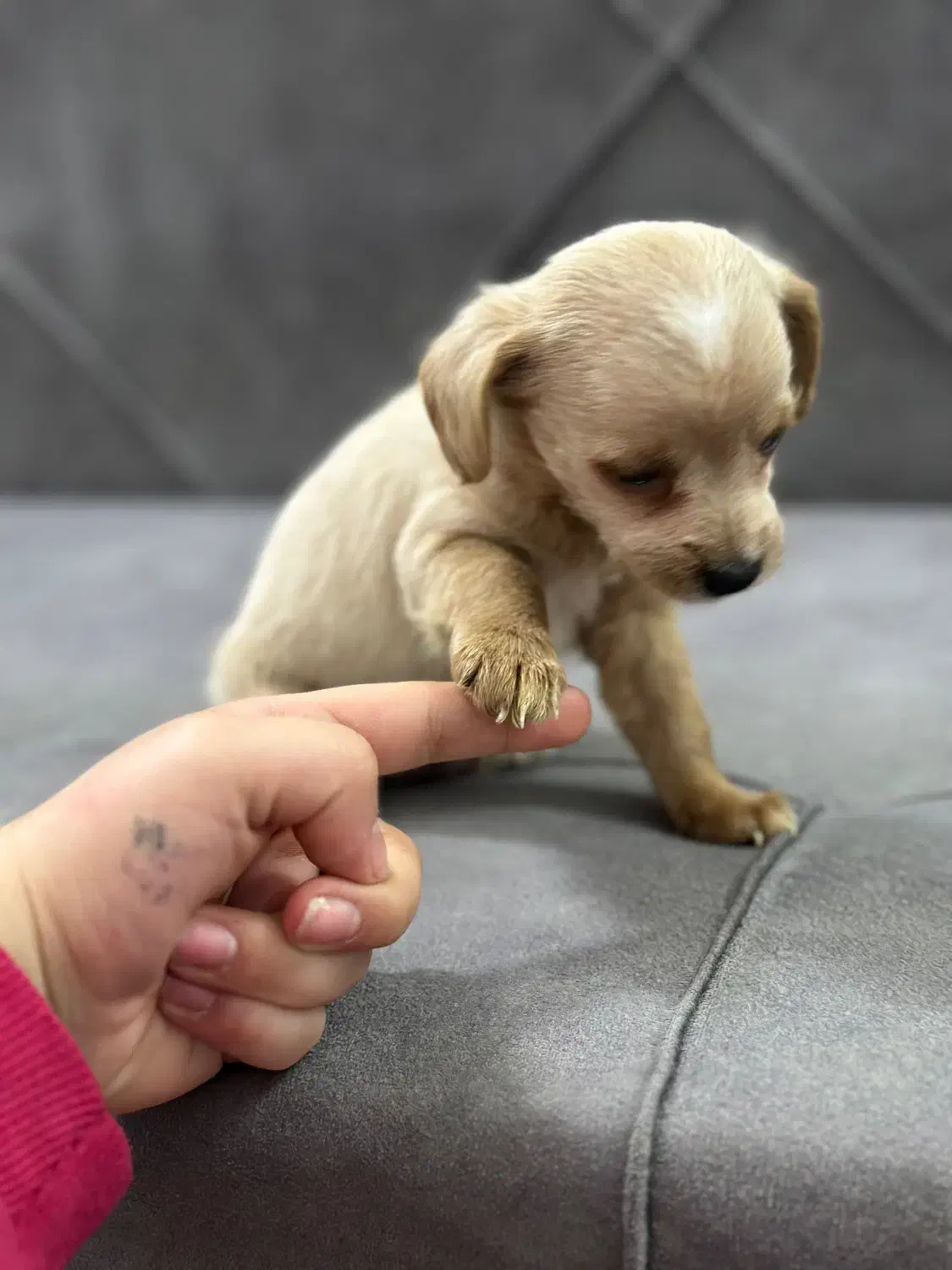 واگذاری سگ جیبی|سگ|مشهد, زمرد|دیوار