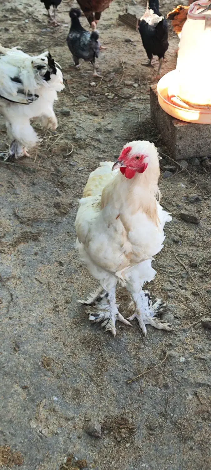 مرغ و خروس برهما سلطان لهستانی|حیوانات مزرعه|گمیشان, |دیوار
