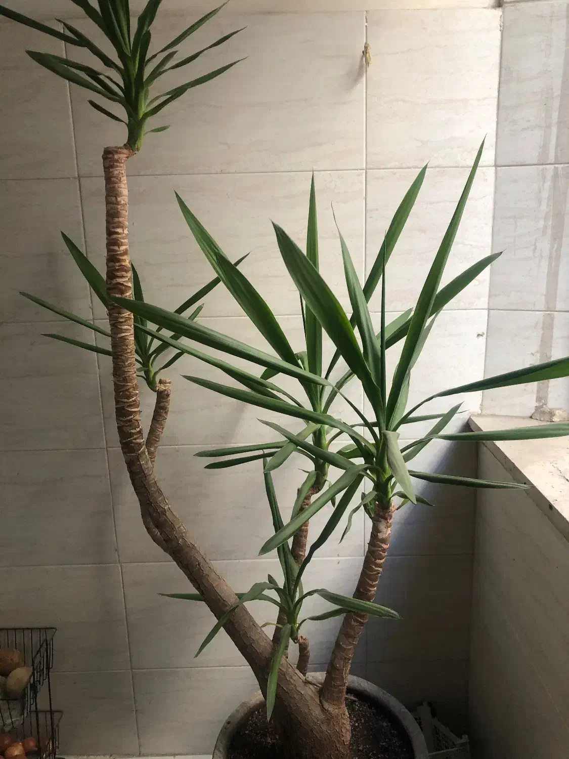 یوکا|گل و گیاه طبیعی|ملارد, |دیوار