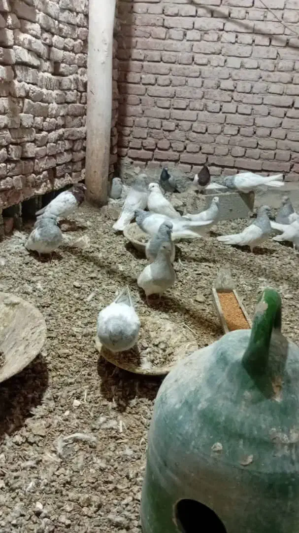 کله الماسی|پرنده|بناب, |دیوار