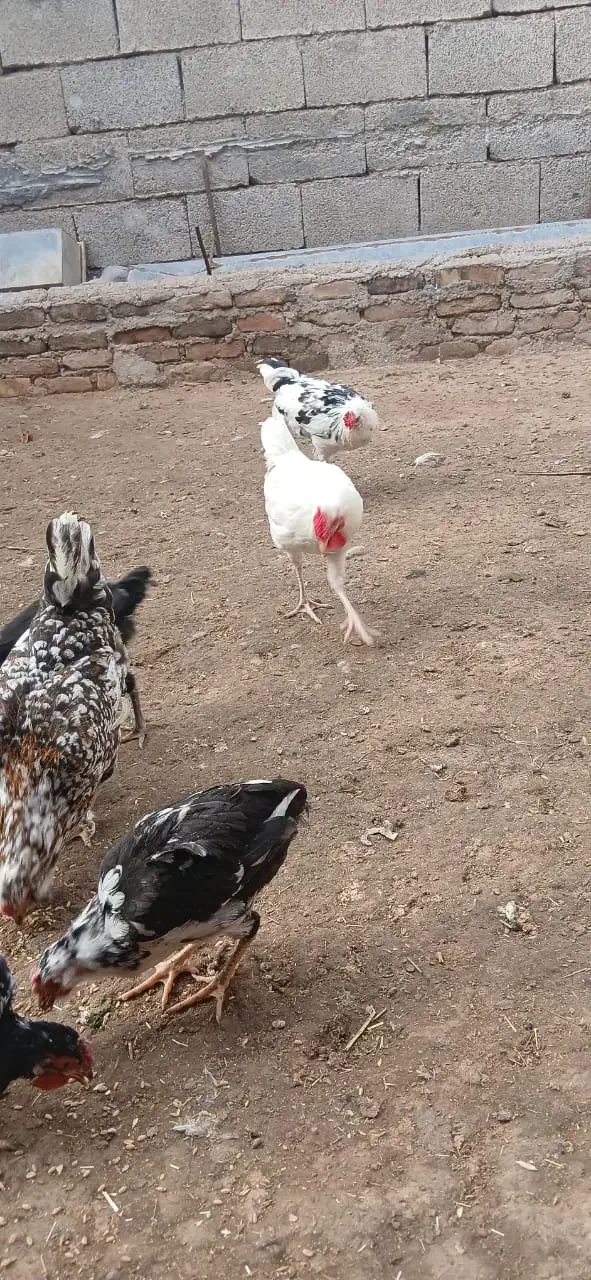 مرغ وخروس|پرنده|شوشتر, |دیوار