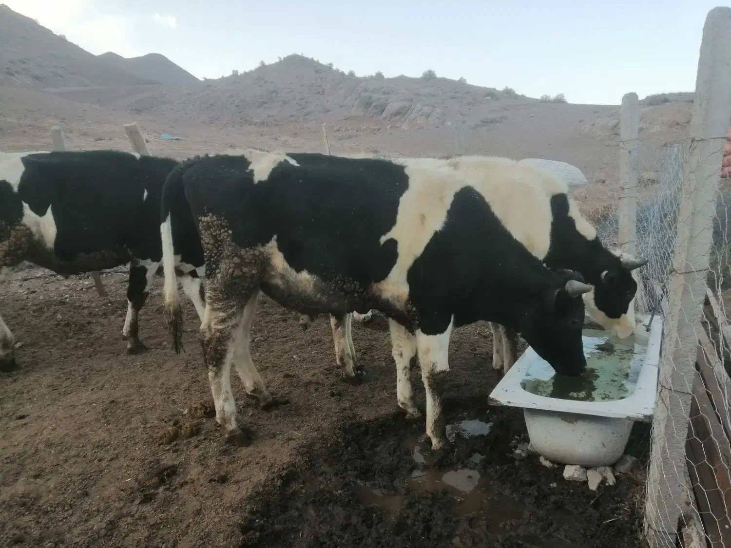 گوساله نر|حیوانات مزرعه|قزوین, |دیوار