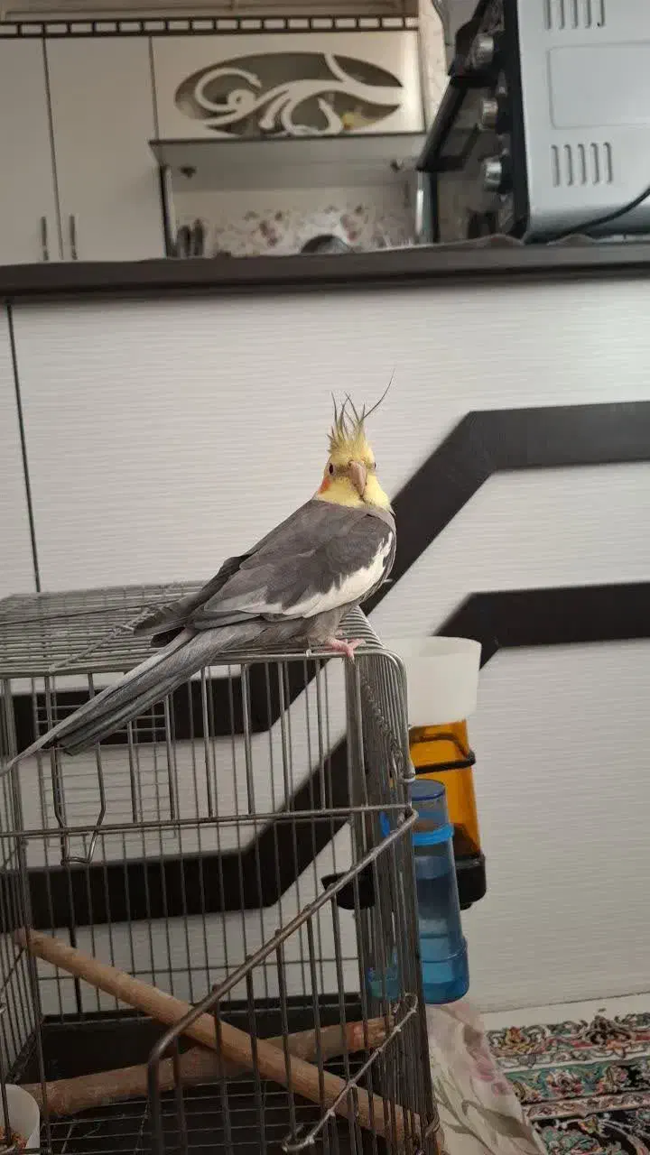 عروس هلندی نروسخن گو|پرنده|اندیشه, اندیشه فاز ۵|دیوار