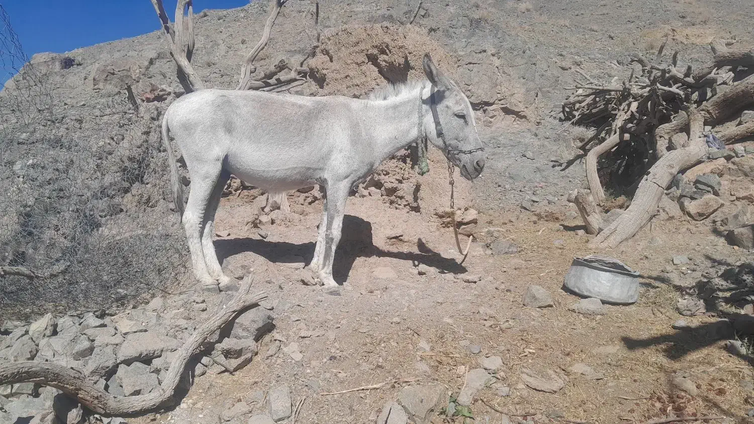 خرفروشی|حیوانات مزرعه|بیرجند, |دیوار