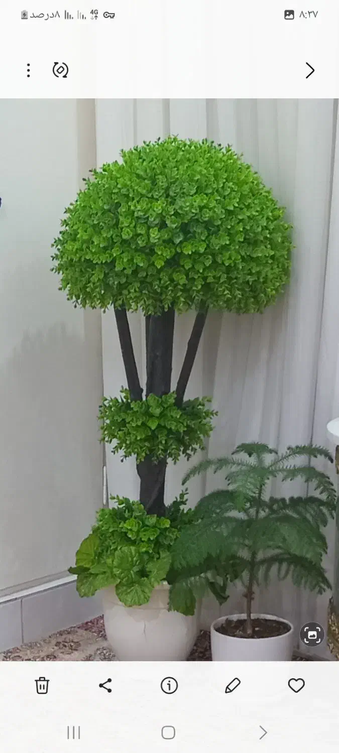 گل شمشاد مصنوعی|گل مصنوعی|ابهر, |دیوار