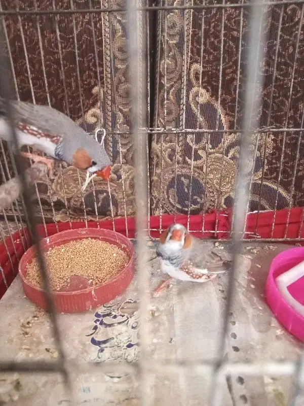 یکجفت فنچ|پرنده|بشاریات, |دیوار