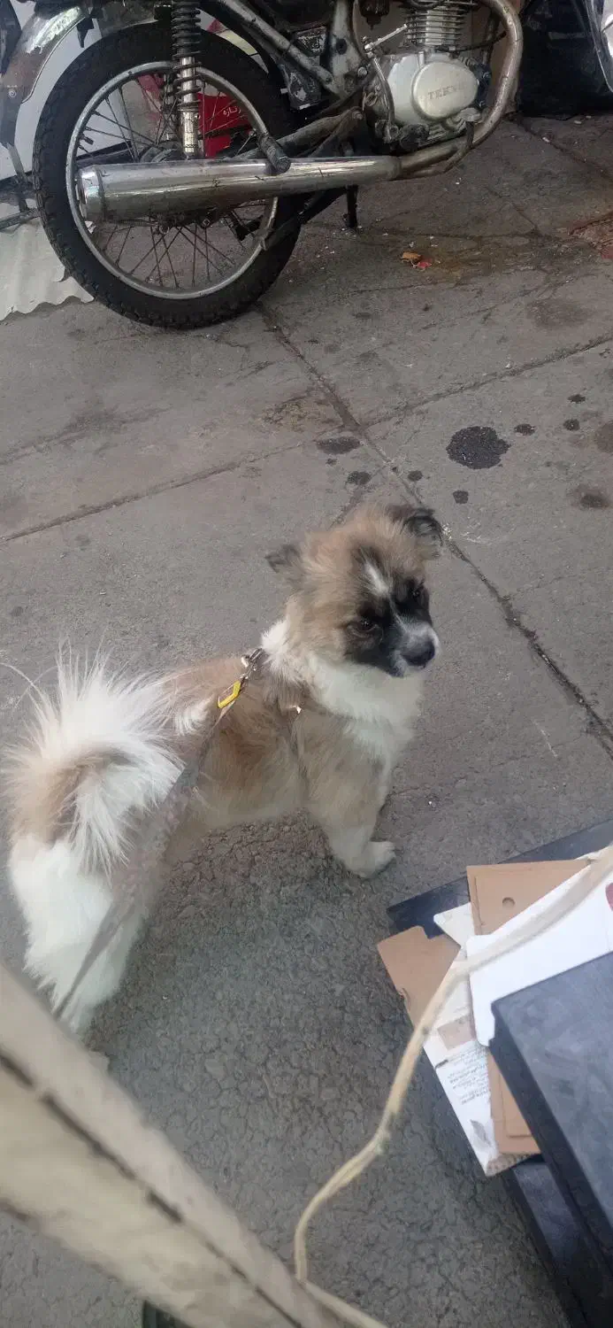 میکس پامر روباهی پیکینیز|سگ|تهران, شکیبا|دیوار