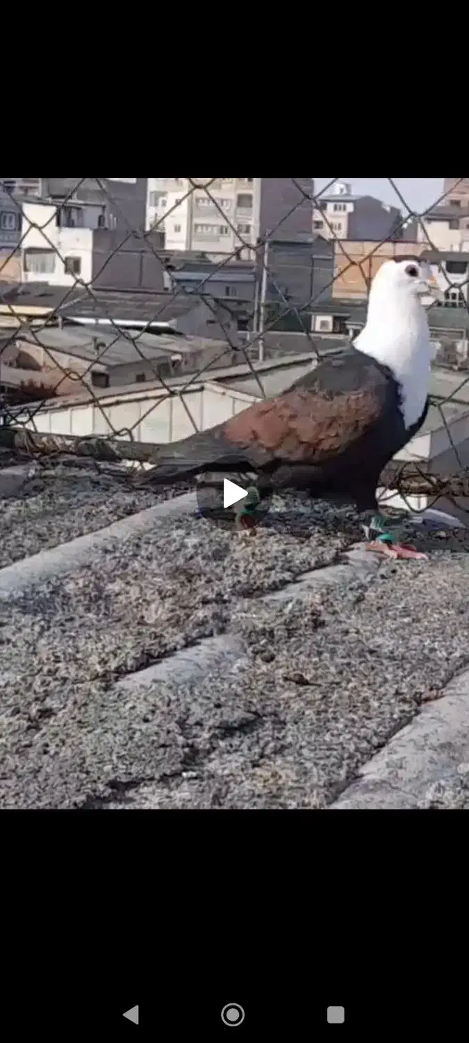 خریدارم|حیوانات|گرگان, |دیوار