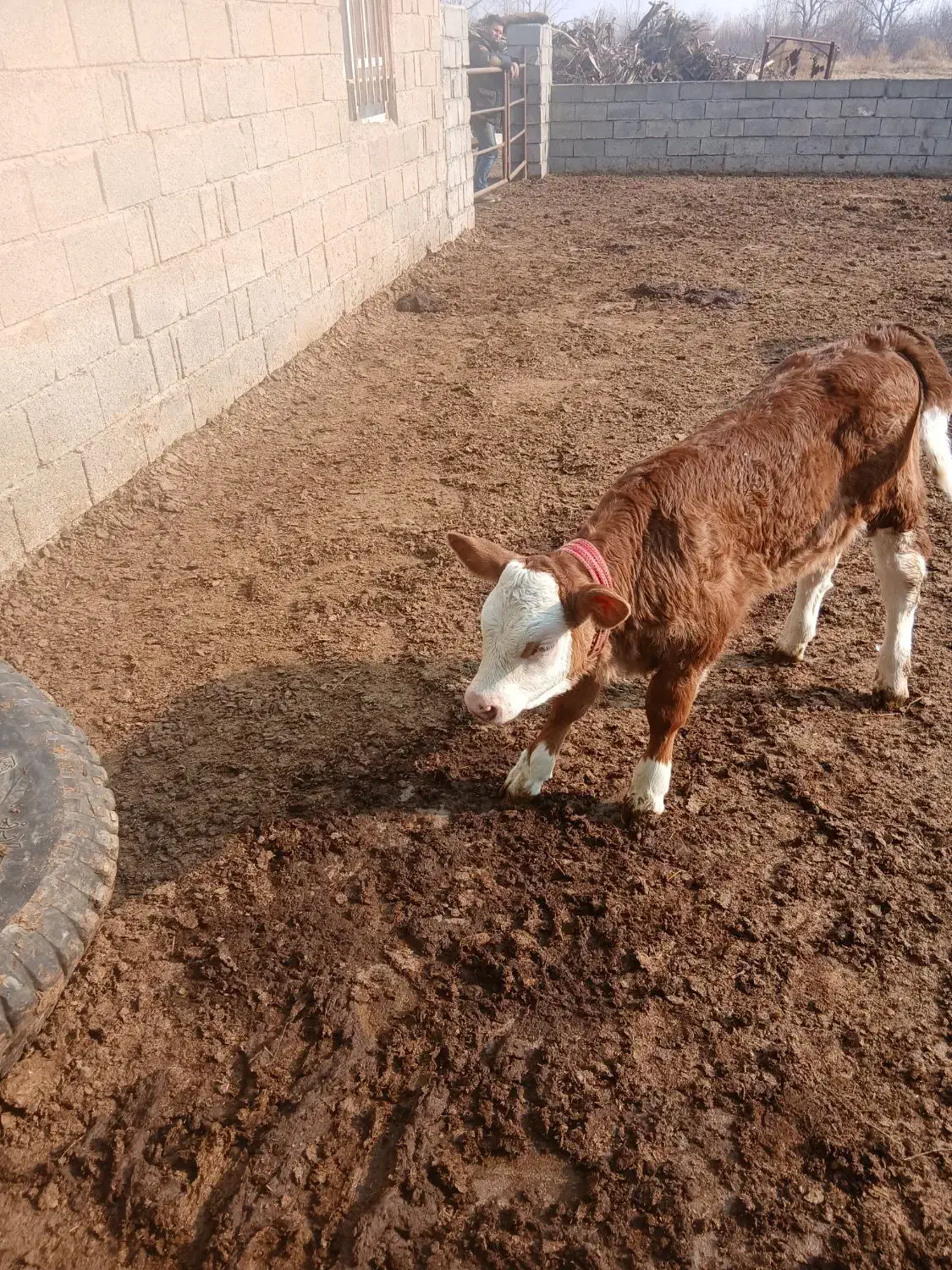 گوساله نر وماده|حیوانات مزرعه|نوشین شهر, |دیوار