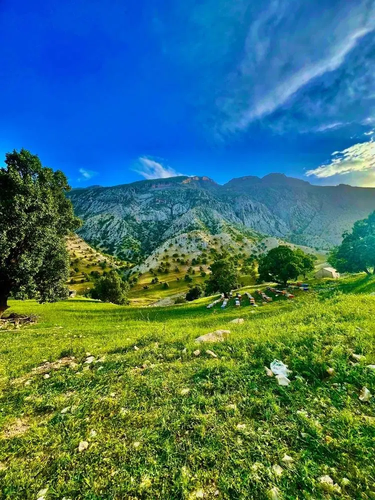 گندم جوی|گل و گیاه طبیعی|دهلران, |دیوار