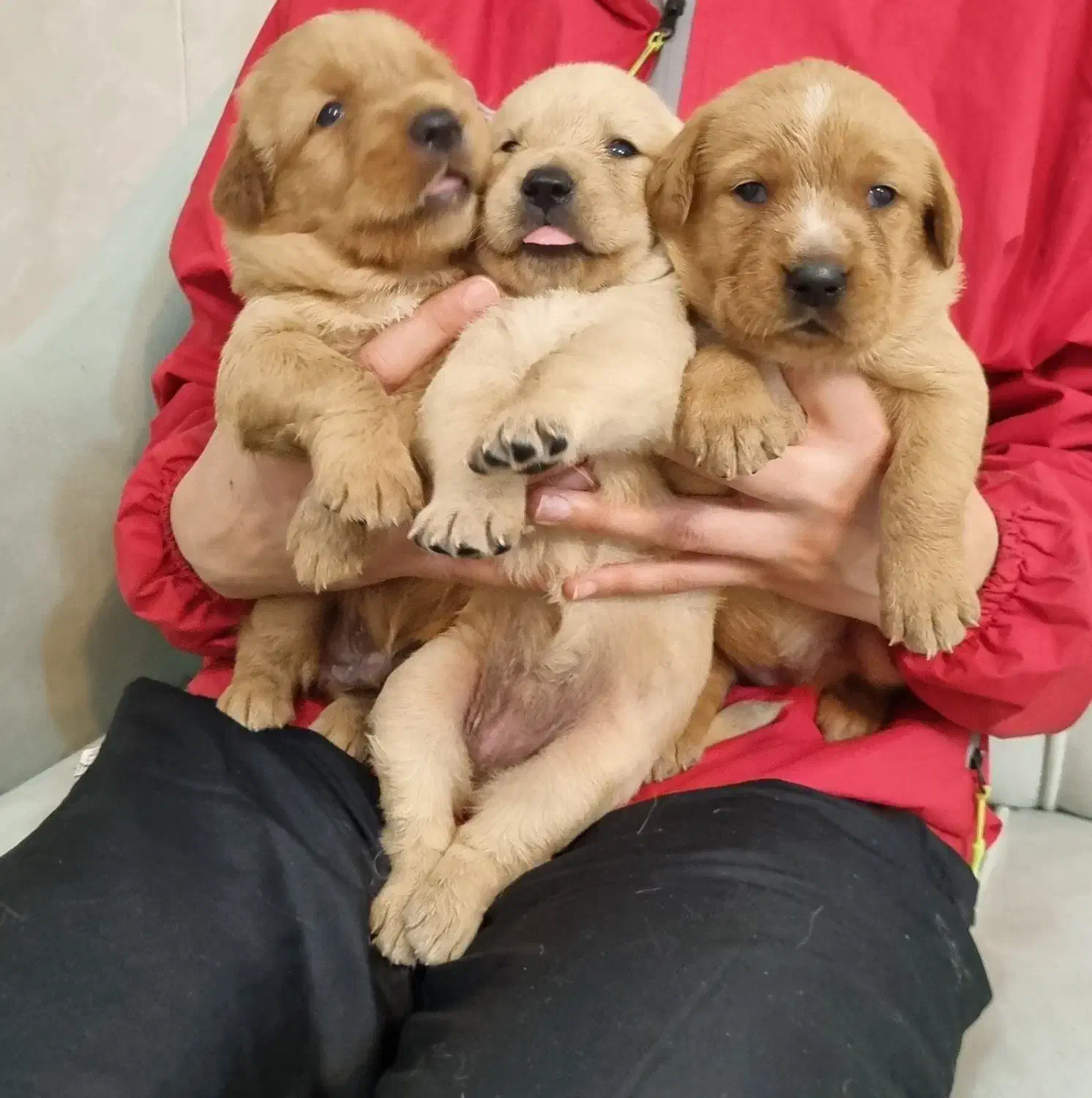 بچه گلدن های استثنایی و زیبا|سگ|اصفهان, فرح آباد|دیوار