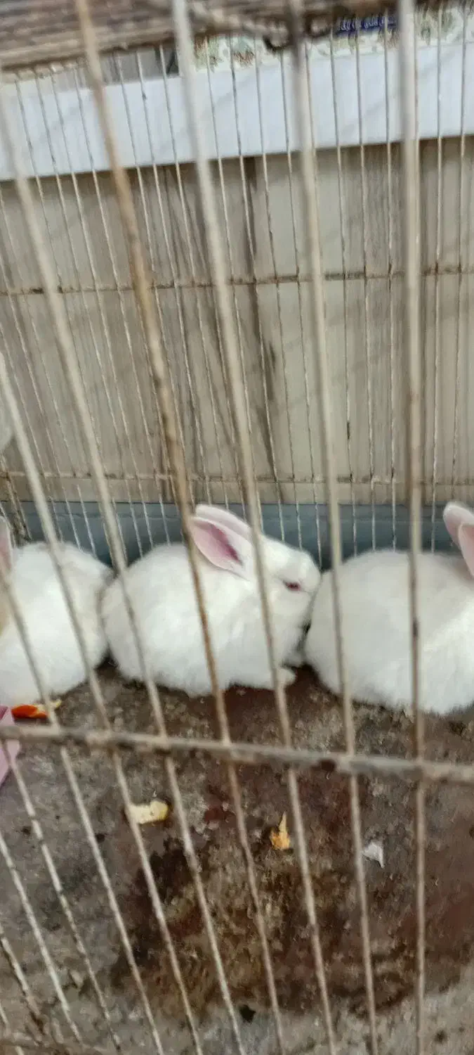 سه عدد خرکوش سفید چشم شرابی|موش و خرگوش|تربت جام, یحیی آباد|دیوار