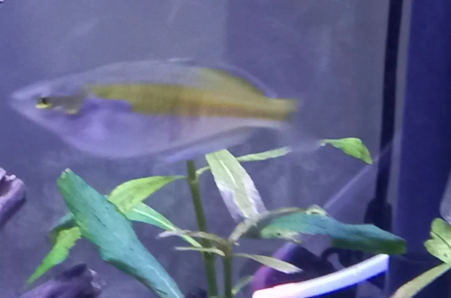 ماهی رمبو رنگین کمان و تترا کنگو|ماهی|مرند, |دیوار