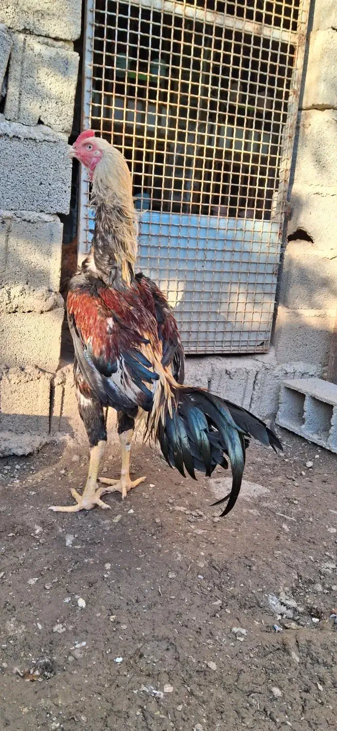 جوجه خروس لاری|حیوانات مزرعه|ساری, |دیوار