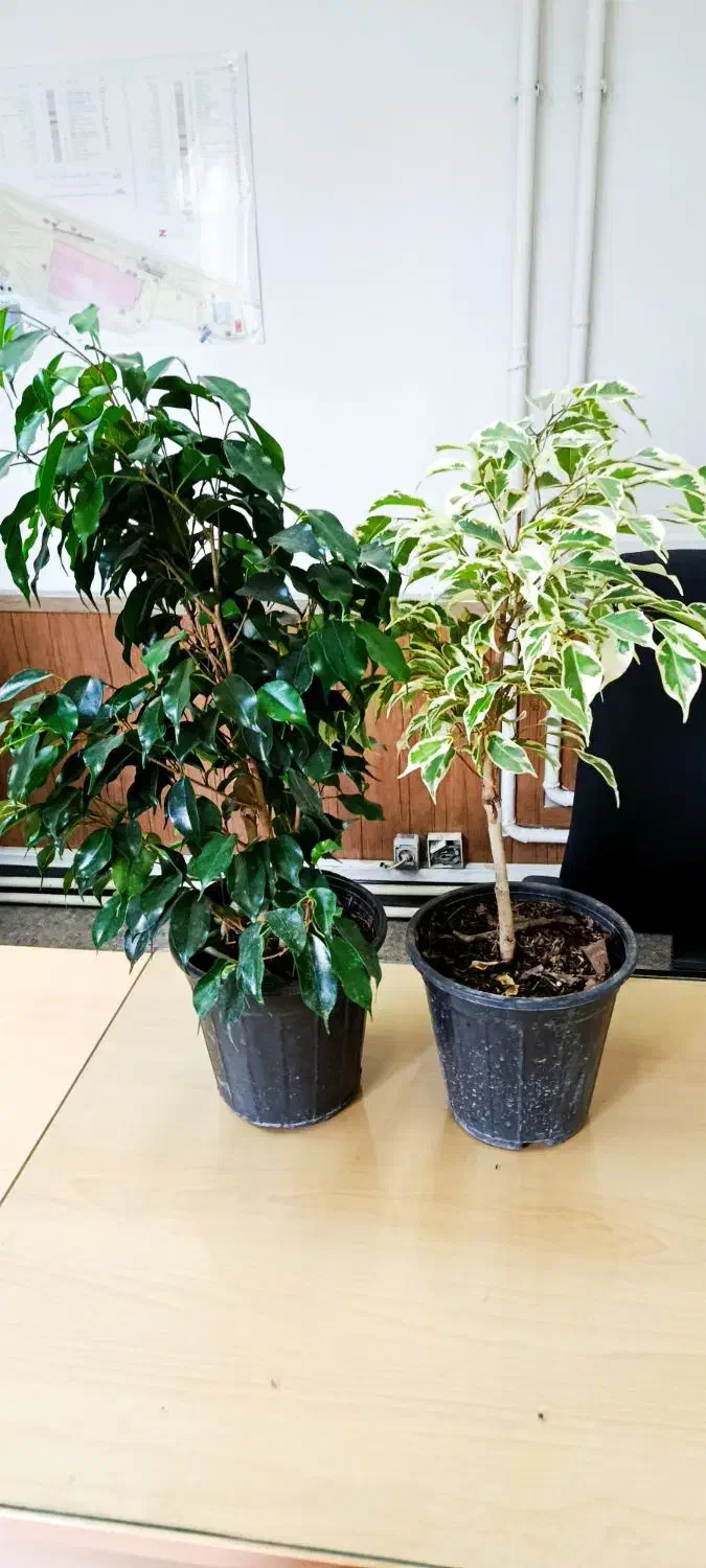 ۵ عدد گلدان آپارتمانی - ارسال رایگان در تهران|گل و گیاه طبیعی|تهران, یوسفآباد|دیوار