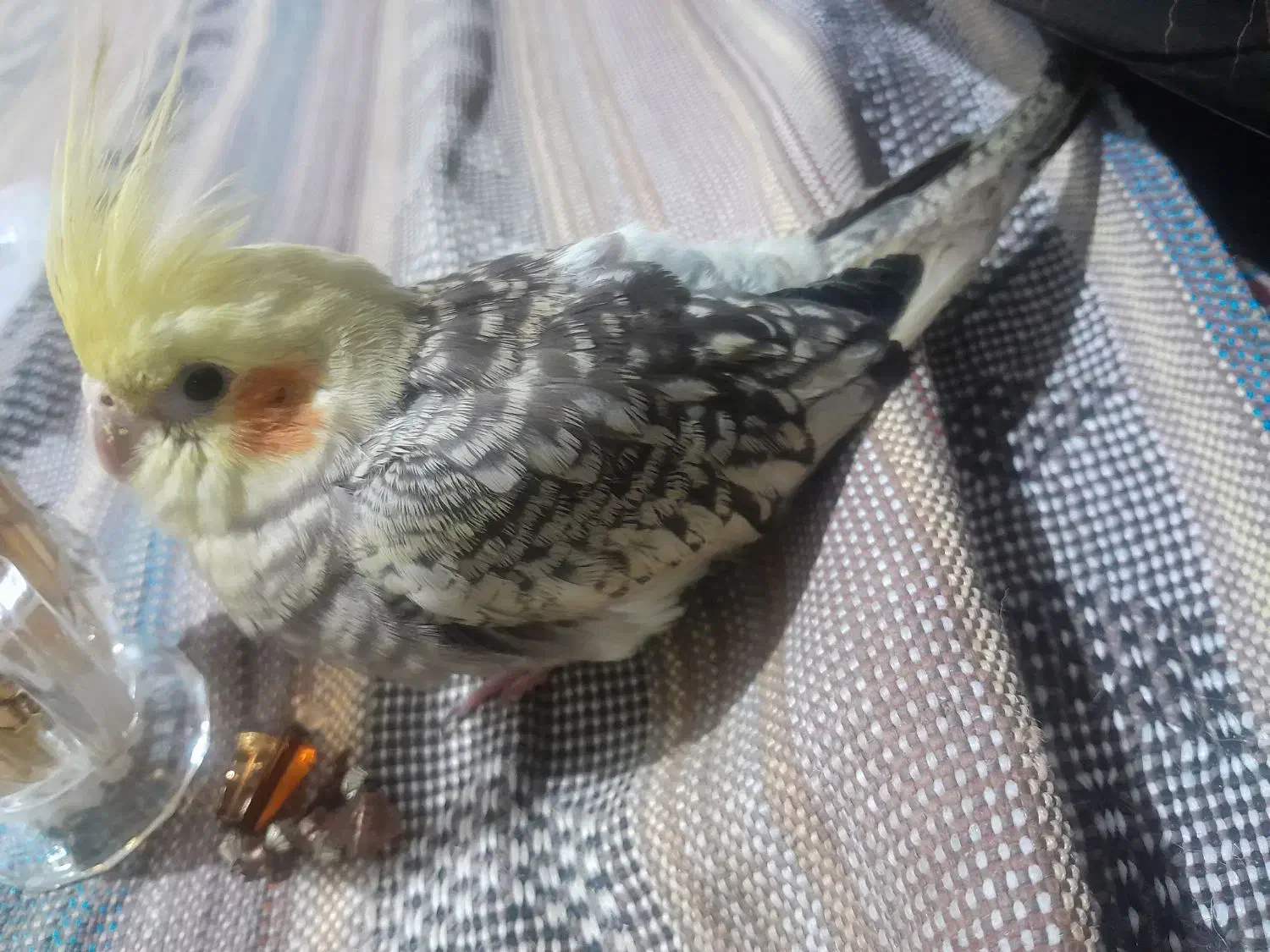 عروس هلندی گمشده|حیوانات|نهاوند, |دیوار