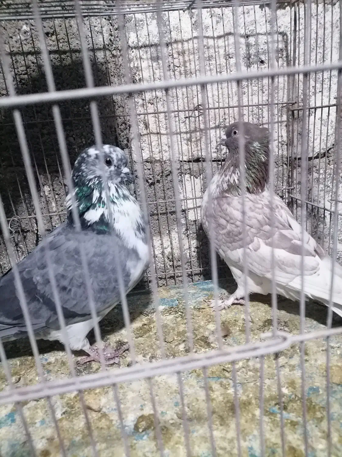 کبوتر کاشونی ساعتی|پرنده|جم, |دیوار