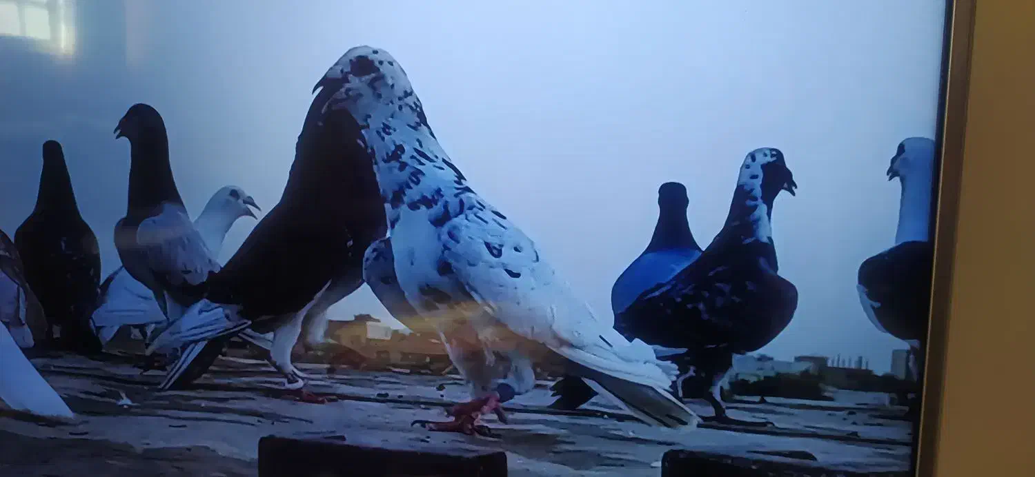 گمشده|حیوانات|شوشتر, |دیوار