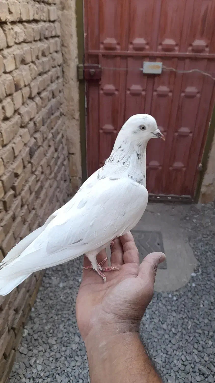 کبوتر پرشی ساعت بالا|پرنده|اردکان, |دیوار