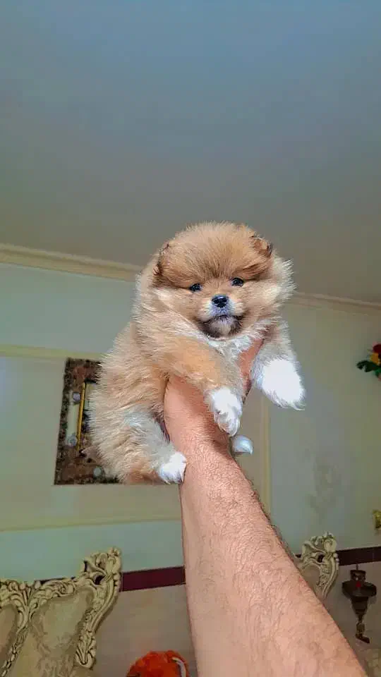 سگ خرسی|سگ|کرج, گلشهر|دیوار