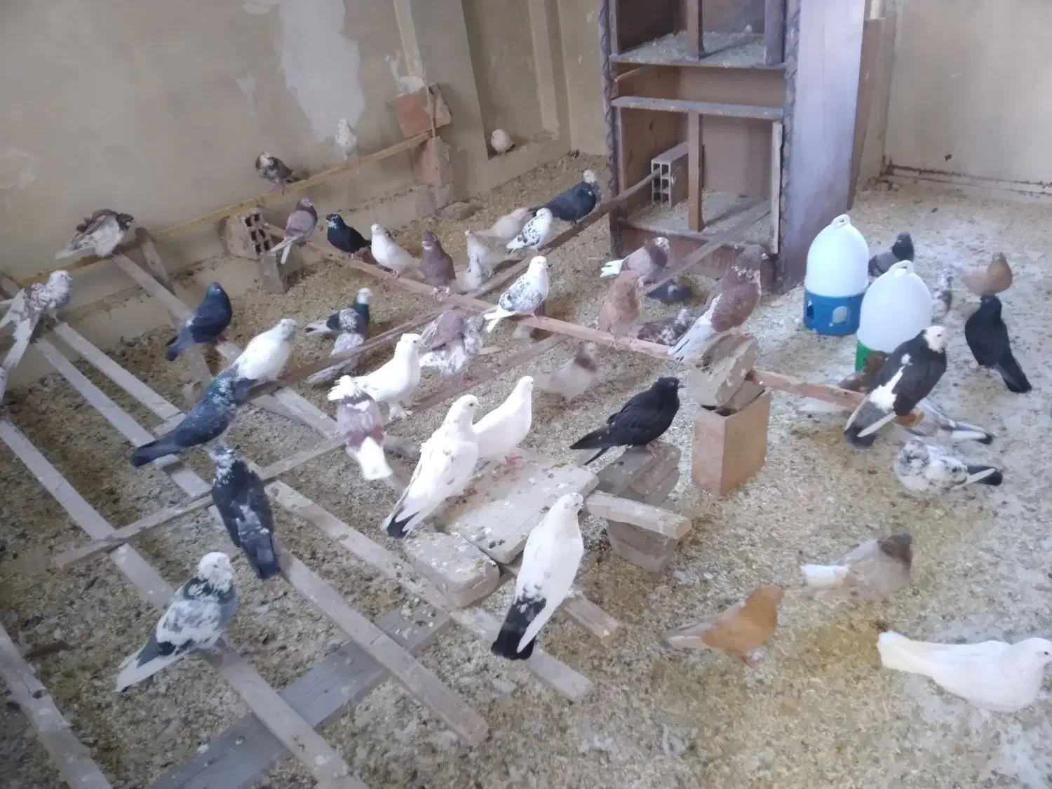 کفتر تک فروشی و جفت کن|لوازم جانبی حیوانات|تهران, شهرک رضویه|دیوار