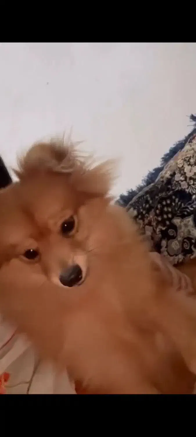 واگذاری سگ|سگ|بندرعباس, |دیوار