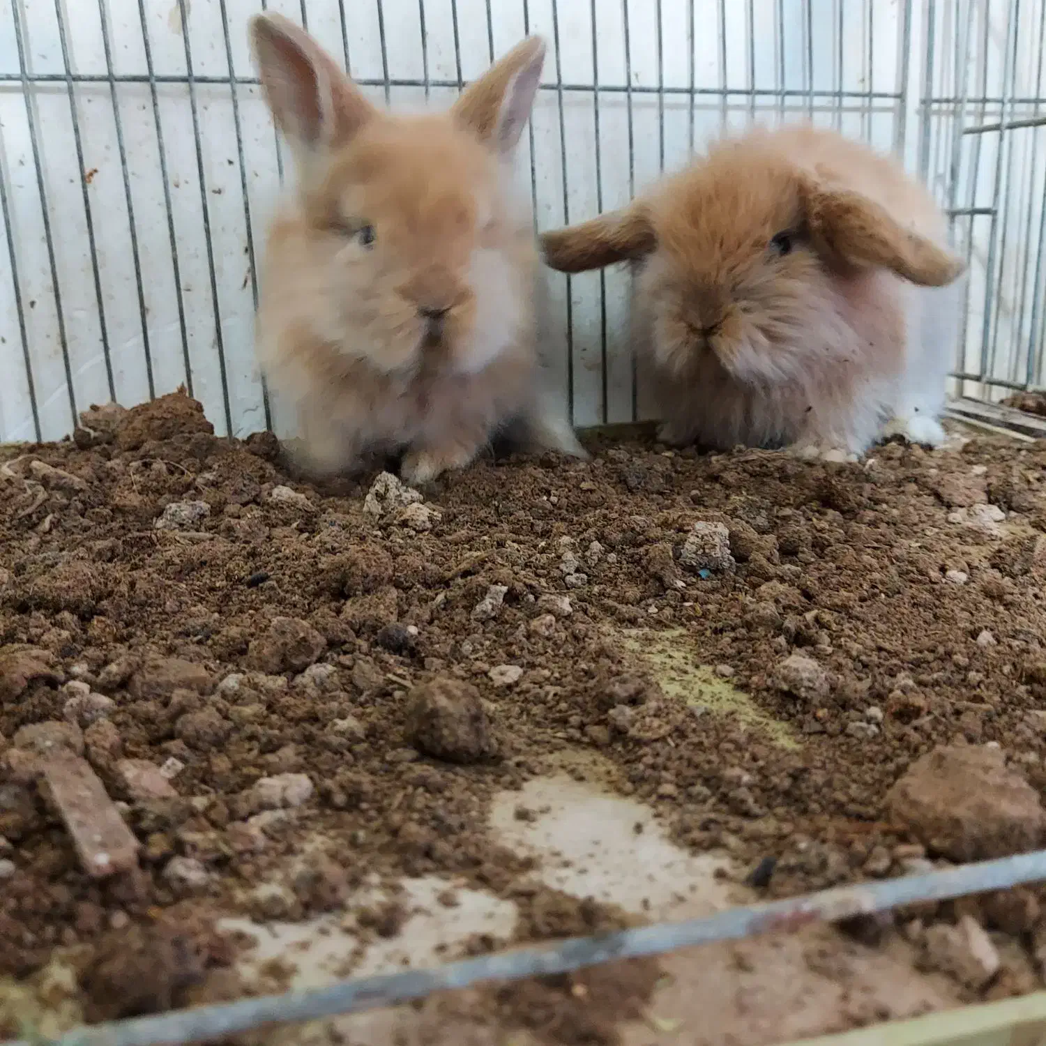 بچه خرگوش مینی لوپ هلندی/ همراه مشاوره|موش و خرگوش|اصفهان, بوستان ناژوان|دیوار