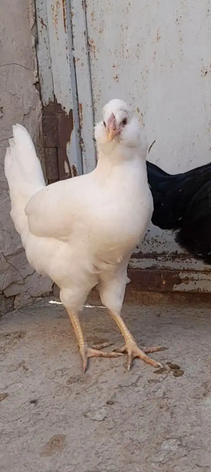 دوعدد مرغ گلین|حیوانات مزرعه|تکاب, |دیوار