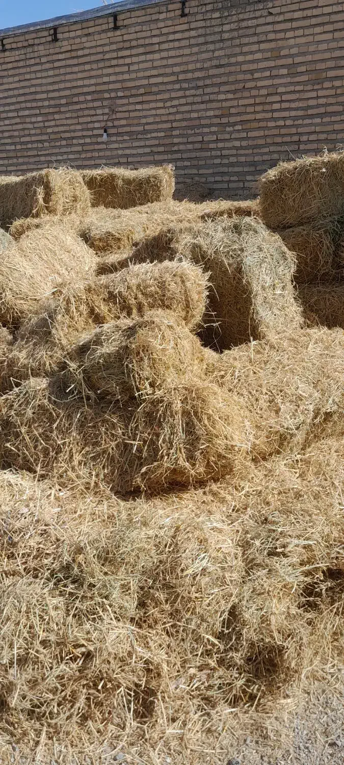 پرس پوشال برنج|لوازم جانبی حیوانات|تربت جام, میان جام|دیوار