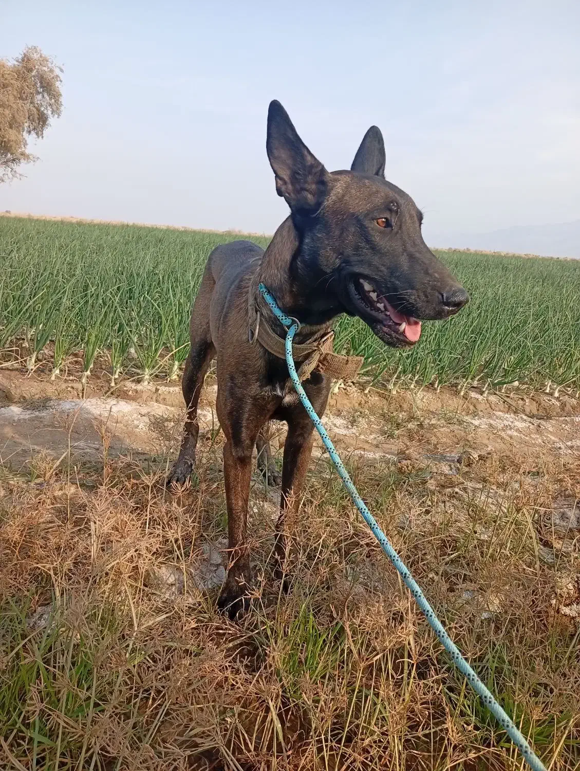 سگ نگهبان|سگ|جیرفت, |دیوار