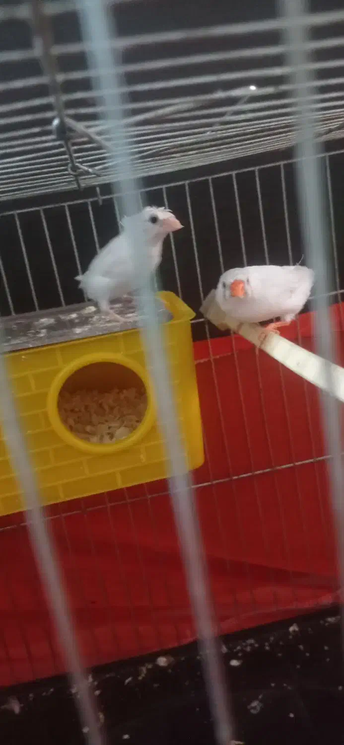 فروش‌دو‌فنچ‌بالغ|پرنده|رباط‌کریم, رباط‌کریم|دیوار