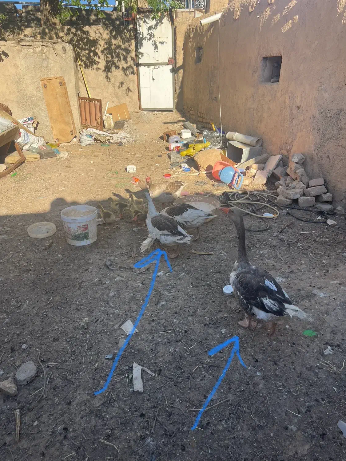 غاز|حیوانات مزرعه|ساوه, |دیوار