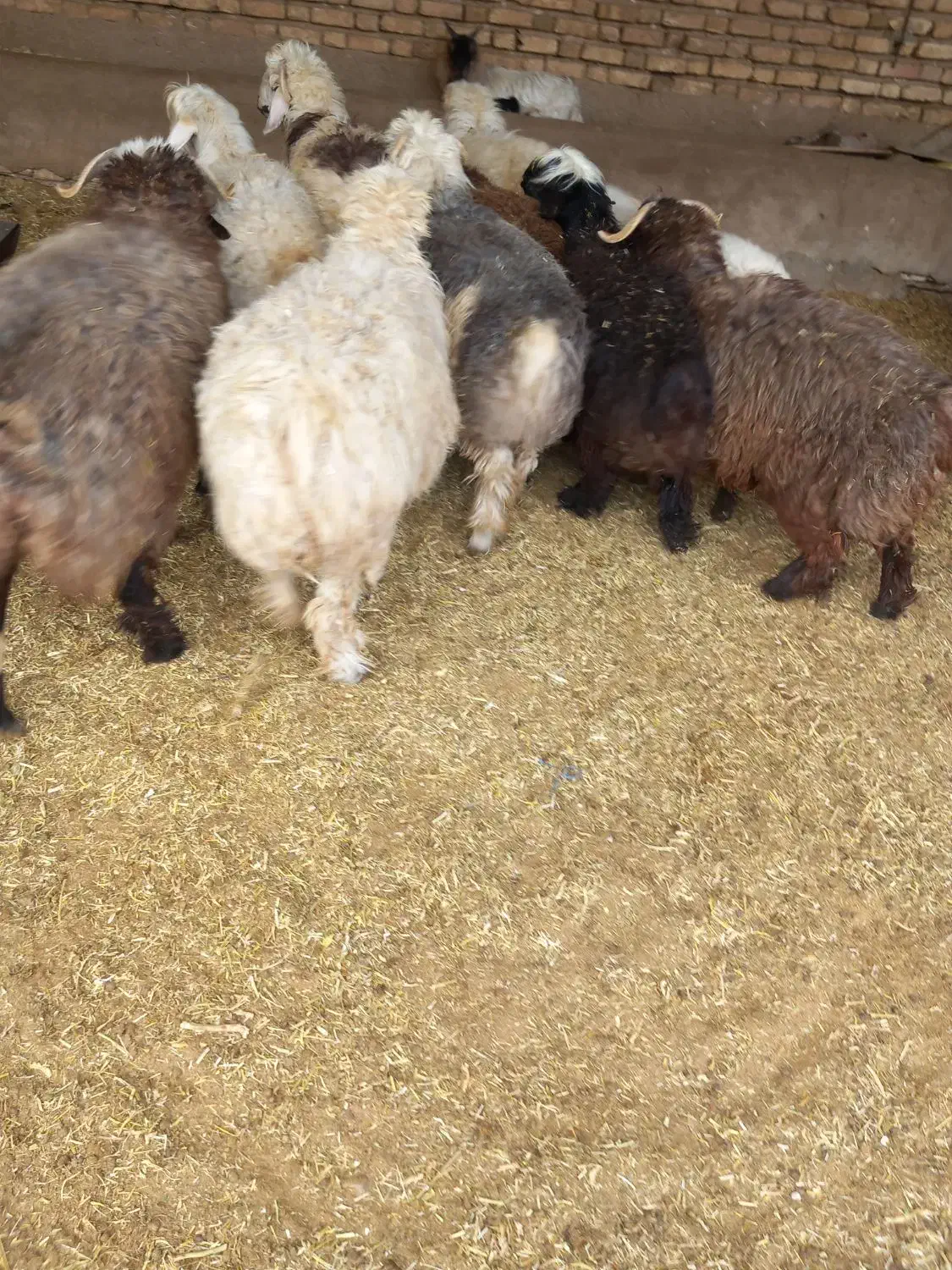 فروش ۸راس بره  نر|حیوانات مزرعه|پاسارگاد, |دیوار