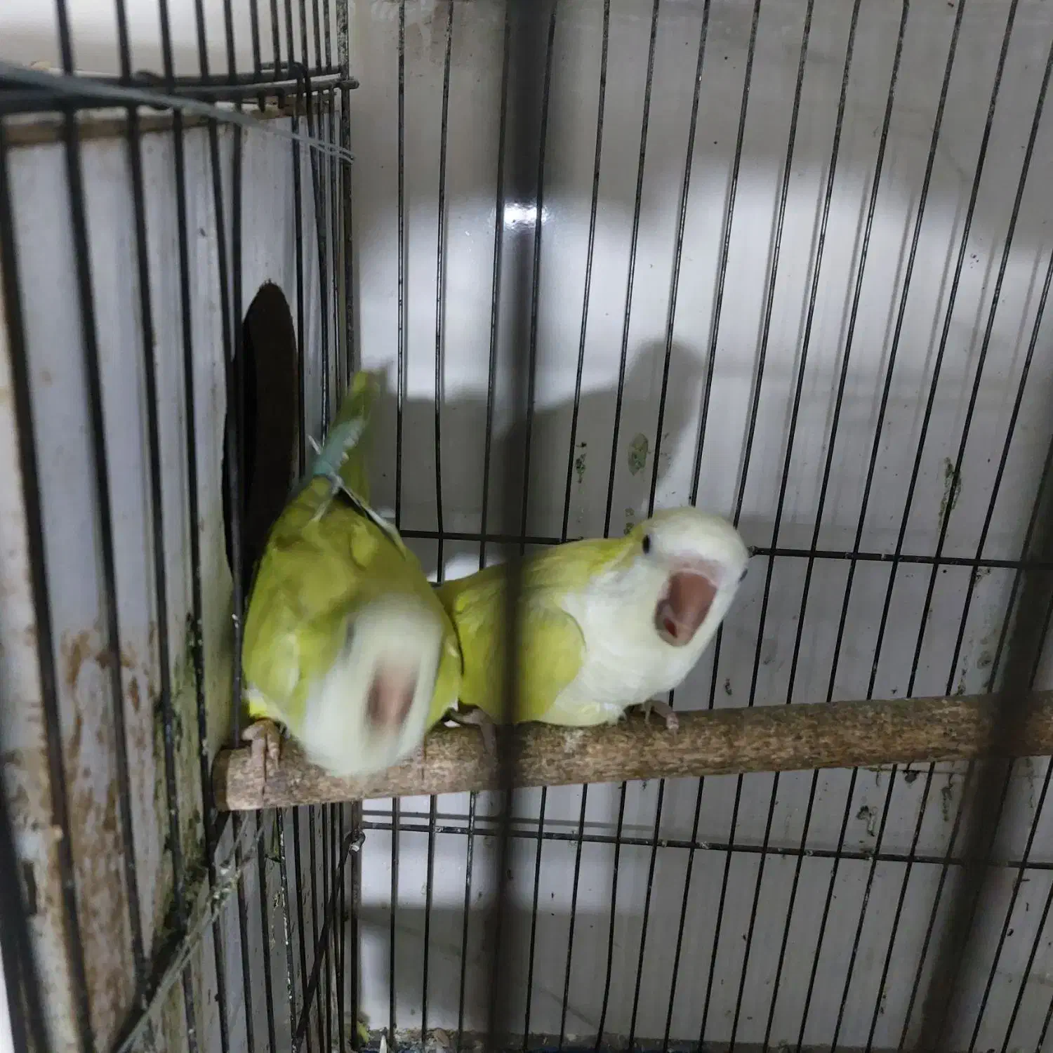 راهب آماده آماده|پرنده|بابل, |دیوار