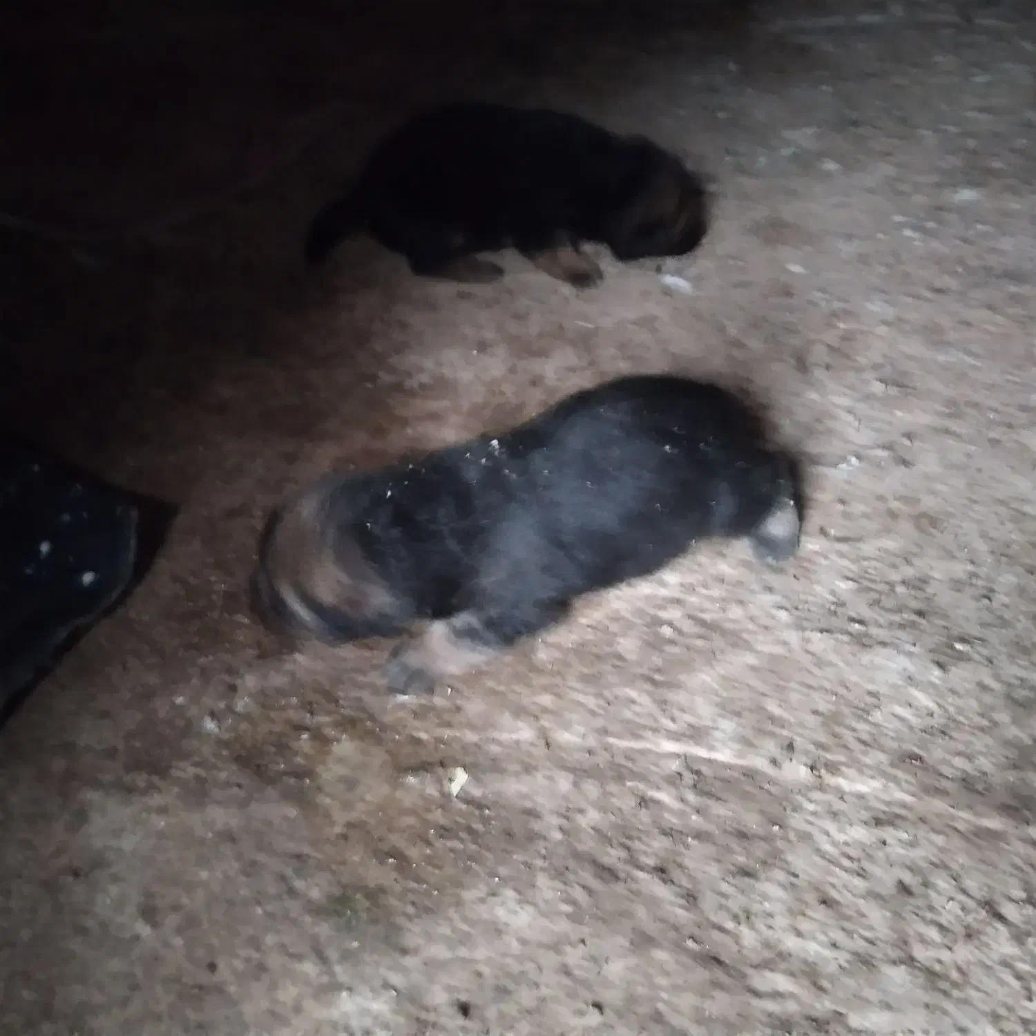 واگذاری توله ژرمن|سگ|لاهیجان, لیالستان|دیوار