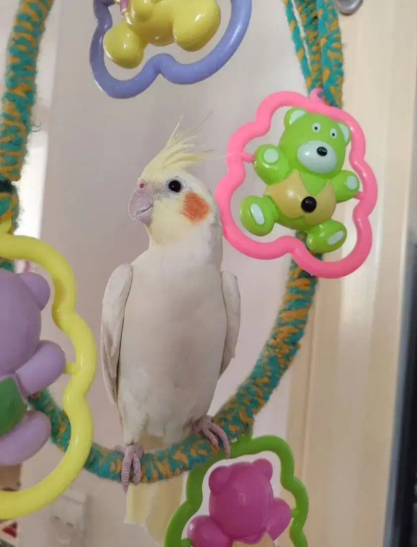 عروس هلندی|پرنده|زنجانرود, |دیوار