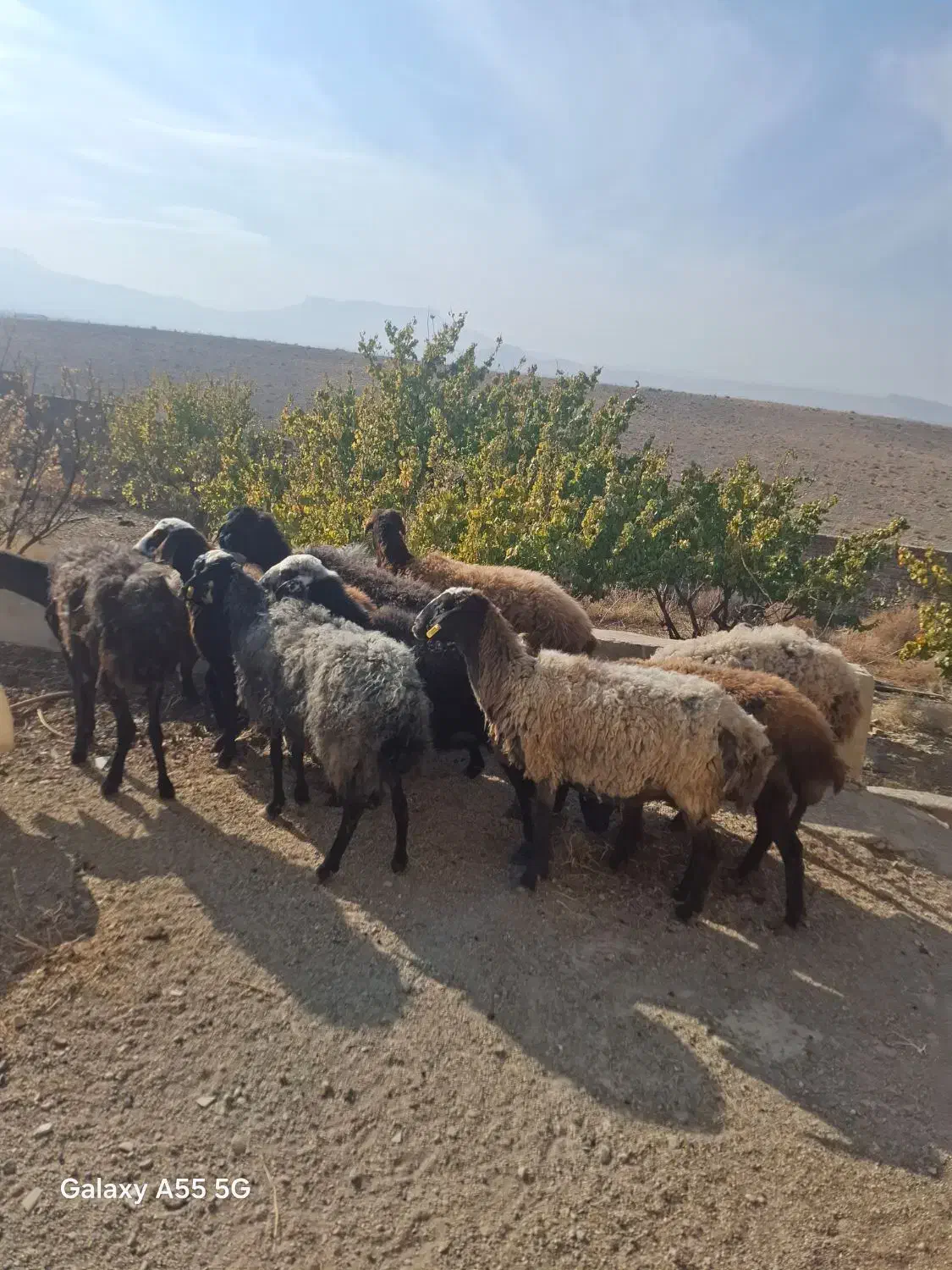 میش آبستن|حیوانات مزرعه|کهک, |دیوار